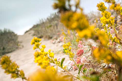 Flowers in front of a Humboldt coast trail