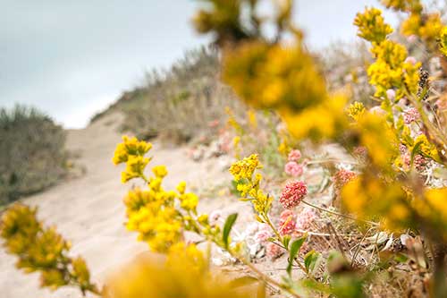 Flowers on the beach